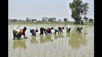 Paddy sowing in the Punjab began on June 10 covering the belt across the International Border fence, followed by other parts of the state. (HT File Photo) Paddy sowing in the Punjab began on June 10 covering the belt across the International Border fence, followed by other parts of the state. (HT File Photo)