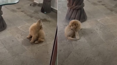 The image shows the dog during a drizzle. (Reddit/@Himanshu Kalotra) The image shows the dog during a drizzle. (Reddit/@Himanshu Kalotra)