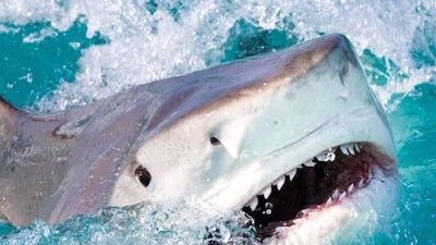 The Tiger Shark (Men's Journal)