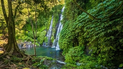 Yet still the world’s trees are disappearing. The area covered by primary rainforest has dwindled by 6.7% since 2000. (Unsplash) Yet still the world’s trees are disappearing. The area covered by primary rainforest has dwindled by 6.7% since 2000. (Unsplash)