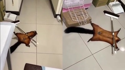 The image shows the flying squirrel adjusting a broom across his body to stage his own death. (Twitter/@BirrelleBee) The image shows the flying squirrel adjusting a broom across his body to stage his own death. (Twitter/@BirrelleBee)