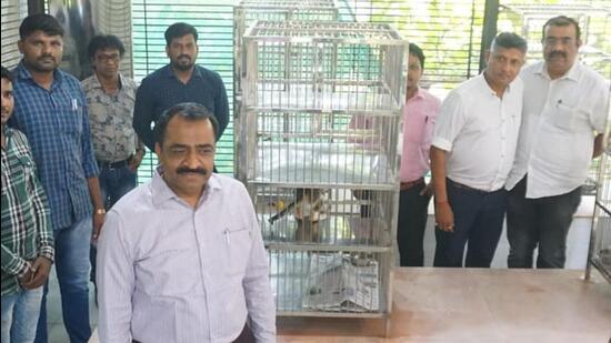 Panvel civic body to sterilise stray cats