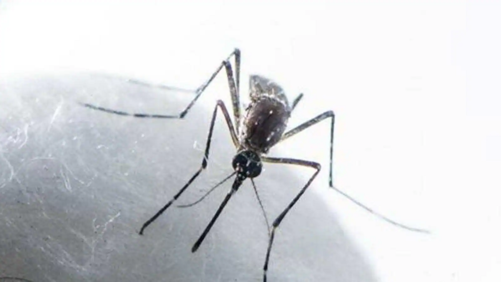 With monsoon around the corner, Chandigarh gears up to combat spread of vector-borne diseases - Vimarsana News