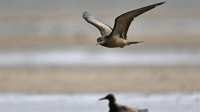 Brown Noddy spotted at Balachadi beach, about 35 km from Jamnagar, Gujarat (Yashodhan Bhatia) Brown Noddy spotted at Balachadi beach, about 35 km from Jamnagar, Gujarat (Yashodhan Bhatia)