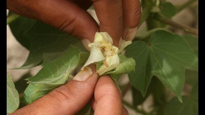 Experts said untimely rains with the onset of summer this year provided a suitable reproduction and feeding ground for the pest. (Sanjeev Kumar/HT)