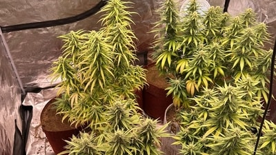 Three including a medico arrested in Karnataka for growing cannabis at home. Three including a medico arrested in Karnataka for growing cannabis at home.