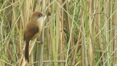 Rare Jerdon’s Babbler clicked in the buffer zone of the Dudhwa Tiger Reserve (DTR). (SOURCED) Rare Jerdon’s Babbler clicked in the buffer zone of the Dudhwa Tiger Reserve (DTR). (SOURCED)