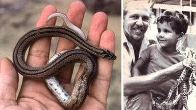 The Nikhil’s kukri snake, 1981, and (right) Rom Whitaker carries Nikhil and python hatchlings at the Madras Snake Park, 1982. (PHOTOS: ROM WHITAKER & ZAI WHITAKEr) The Nikhil’s kukri snake, 1981, and (right) Rom Whitaker carries Nikhil and python hatchlings at the Madras Snake Park, 1982. (PHOTOS: ROM WHITAKER & ZAI WHITAKEr)