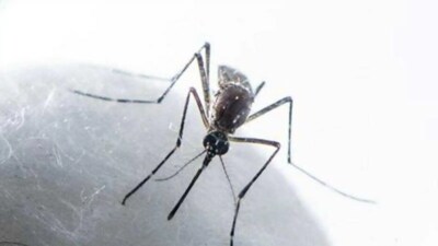 With monsoon around the corner, Chandigarh gearing up to combat spread of vector-borne diseases. (HT File)