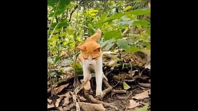 The image shows the moment before the cat strikes the snake. (Twitter/@thefigen_) The image shows the moment before the cat strikes the snake. (Twitter/@thefigen_)