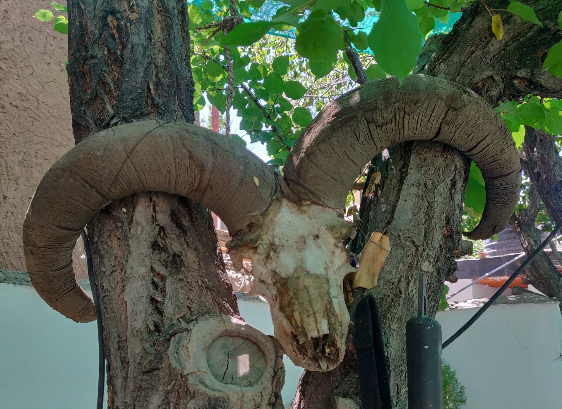 Greater Blue sheep horns on apricot tree, Alchi. (PHOTO: VIKRAM JIT SINGH) Greater Blue sheep horns on apricot tree, Alchi. (PHOTO: VIKRAM JIT SINGH)