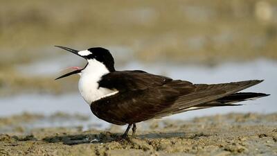 A sooty tern was spotted at Nalsarovar. (Ramzaan Kasam/HT photo) A sooty tern was spotted at Nalsarovar. (Ramzaan Kasam/HT photo)
