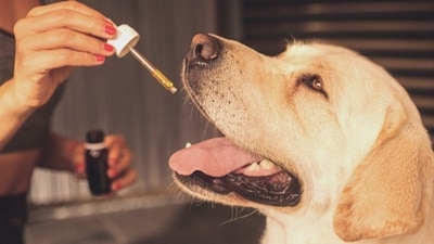 It's not just humans who can benefit from CBD oil but pets in particular, have shown positive responses to CBD oil for issues such as anxiety, arthritis, and even seizures. (Pixabay) It's not just humans who can benefit from CBD oil but pets in particular, have shown positive responses to CBD oil for issues such as anxiety, arthritis, and even seizures. (Pixabay)