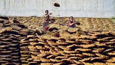Chhattisgarh has produced 2 lakh litres of natural paint from cow dung so far (File Photo)