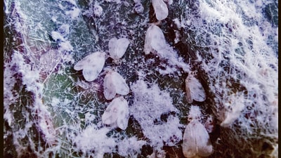 Rugose Spiralling Whitefly has been identified on coconut trees at Prabhat Road, the interiors of Tilak Road and other areas of the city with dense vegetation. (HT PHOTO) Rugose Spiralling Whitefly has been identified on coconut trees at Prabhat Road, the interiors of Tilak Road and other areas of the city with dense vegetation. (HT PHOTO)