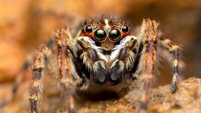 The ‘salticidae’ family of spiders as per existing literature contains over 600 different genera and over 6,000 described species of spiders, several of which can be found across the country, and more of which are still being discovered. (HT Photo) The ‘salticidae’ family of spiders as per existing literature contains over 600 different genera and over 6,000 described species of spiders, several of which can be found across the country, and more of which are still being discovered. (HT Photo)
