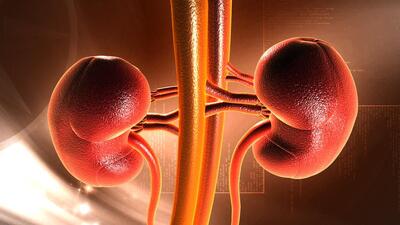 The waiting duration for kidney transplant at Post Graduate Institute of Medical Education and Research (PGIMER), Chandigarh has been significantly reduced from one year to two and a half months. (Shutterstock) The waiting duration for kidney transplant at Post Graduate Institute of Medical Education and Research (PGIMER), Chandigarh has been significantly reduced from one year to two and a half months. (Shutterstock)