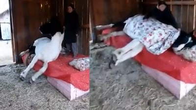 Woman tucking a horse in its bed. (Reddit) Woman tucking a horse in its bed. (Reddit)