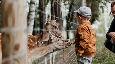 Zoo and wildlife encounters: Visit zoos and wildlife parks that provide an opportunity to see and learn about a diverse range of animals. From majestic big cats to playful primates and colorful birds, these attractions offer educational experiences through interactive exhibits, feeding sessions, and animal shows. (Unsplash) Zoo and wildlife encounters: Visit zoos and wildlife parks that provide an opportunity to see and learn about a diverse range of animals. From majestic big cats to playful primates and colorful birds, these attractions offer educational experiences through interactive exhibits, feeding sessions, and animal shows. (Unsplash)