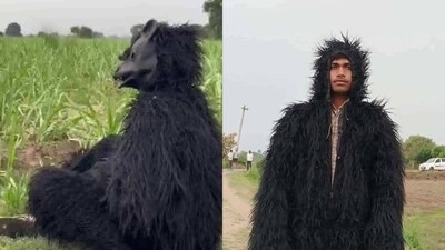 UP farmers are wearing 'bear costume' to protect their crops from monkeys. (Twitter/@ANINewsUP)