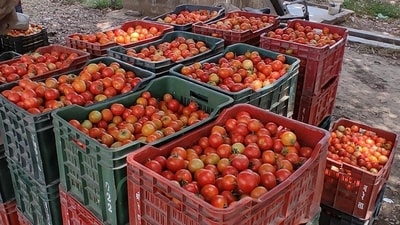 A senior official at a grocery chain claimed that the price of tomato is expected to breach the ₹100 mark soon. (HT file) A senior official at a grocery chain claimed that the price of tomato is expected to breach the ₹100 mark soon. (HT file)