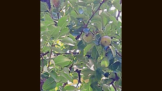 Last year also, pear failed to fetch good price in the fruit mandies outside Jammu and Kashmir (HT Photo)