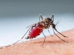 Malaria remains a major global health concern causing about 24.1 crore cases and 6.27 lakh deaths globally in 2022. (Representative Image) Malaria remains a major global health concern causing about 24.1 crore cases and 6.27 lakh deaths globally in 2022. (Representative Image)