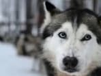 A Siberian husky A Siberian husky