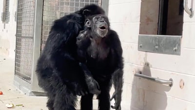 Touching video captures Vanilla the chimp's emotional first encounter with the open sky after a lifetime in captivity. (Image Credit: Save the Chimps) Touching video captures Vanilla the chimp's emotional first encounter with the open sky after a lifetime in captivity. (Image Credit: Save the Chimps)