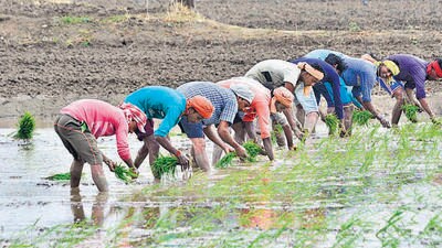 Expansion of the monsoon has allowed farmers in UP, Haryana, MP and Rajasthan to sow paddy and other crops. (HT PHOTO) Expansion of the monsoon has allowed farmers in UP, Haryana, MP and Rajasthan to sow paddy and other crops. (HT PHOTO)