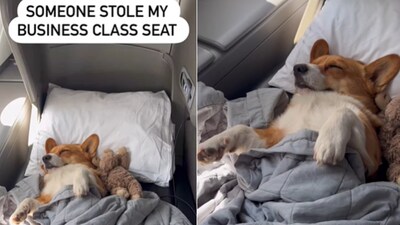 The image shows a very cute dog sleeping in a business class seat of a flight. (Instagram/@worldwide_winston)