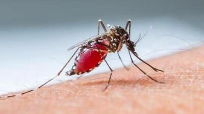 Malaria remains a major global health concern causing about 24.1 crore cases and 6.27 lakh deaths globally in 2022. (Representative Image) (File) Malaria remains a major global health concern causing about 24.1 crore cases and 6.27 lakh deaths globally in 2022. (Representative Image) (File)