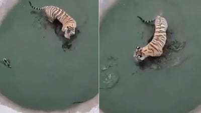 The image shows a duck outsmarting a tiger trying to hunt it. (Screengrab) The image shows a duck outsmarting a tiger trying to hunt it. (Screengrab)