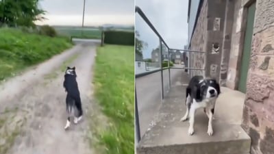 The image shows the dog that got super excited after getting back to work. (Reddit/@Thund3rbolt) The image shows the dog that got super excited after getting back to work. (Reddit/@Thund3rbolt)