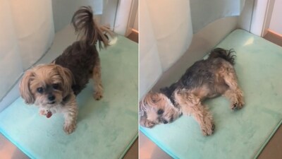 The image shows the cute dog who gets all dramatic while waiting for food. (Reddit/@mirk__) The image shows the cute dog who gets all dramatic while waiting for food. (Reddit/@mirk__)