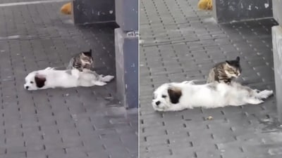 The image shows a cat giving a massage to a dog. (Screengrab) The image shows a cat giving a massage to a dog. (Screengrab)