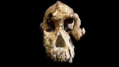 While the marks looked nothing like animal bites, they did resemble those that had been made by stone tools. (File) While the marks looked nothing like animal bites, they did resemble those that had been made by stone tools. (File)