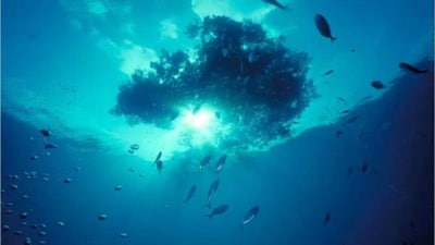 Top explorer urges caution with boom in sea and space adventure, extreme tourism after Titan tragedy (Reuters/ Representational photo) Top explorer urges caution with boom in sea and space adventure, extreme tourism after Titan tragedy (Reuters/ Representational photo)