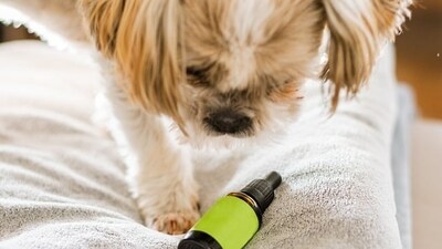 Nourishing properties of hemp oil for pets: Experts debunk myths and misconceptions (Image by Edyta Stawiarska from Pixabay)