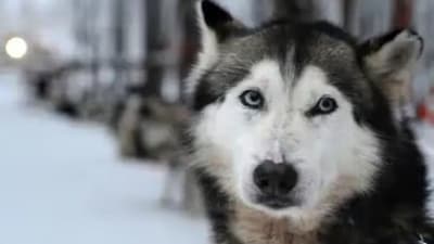 A Siberian husky (AFP)