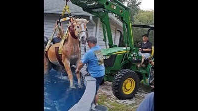 The image shows the horse being rescued from a swimming pool by a fire department in the United States. (Facebook/Pasco County Fire Rescue ) The image shows the horse being rescued from a swimming pool by a fire department in the United States. (Facebook/Pasco County Fire Rescue )