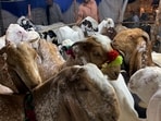 Vendors display goats for customers at a cattle market set up for the upcoming Muslim Eid al-Adha, or Feast of Sacrifice holiday, in Islamabad, Pakistan, Tuesday, June. 27, 2023. (AP)