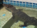Alligator chills in a swimming pool amid rising heat. Alligator chills in a swimming pool amid rising heat.