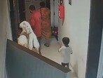As per a viral video of the society's CCTV, a man and a woman can be seen taking two goats from the lift inside their house. 