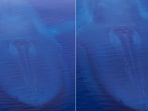 The image shows the huge blue whale. The image shows the huge blue whale.