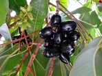 jamun_for_overall_well_being