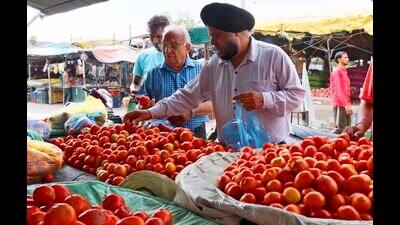 300% rise in tomato prices in Ludhiana sends household budget for a toss (HT Photo) 300% rise in tomato prices in Ludhiana sends household budget for a toss (HT Photo)