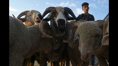A Kashmiri shepherd waits for customers at a livestock market ahead of the Eid-ul-Adha festival in Srinagar. The rush in Srinagar markets including at city centre Lal Chowk and adjoining markets was also noticeable after months of slump in business. (AFP) A Kashmiri shepherd waits for customers at a livestock market ahead of the Eid-ul-Adha festival in Srinagar. The rush in Srinagar markets including at city centre Lal Chowk and adjoining markets was also noticeable after months of slump in business. (AFP)