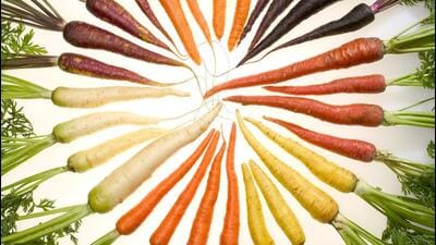 A story suggests that in the seventeenth century, Dutch growers cultivated orange carrots in Poona as a tribute to William of Orange who led the struggle for Dutch independence. ((PIC FOR REPRESENTATION)) A story suggests that in the seventeenth century, Dutch growers cultivated orange carrots in Poona as a tribute to William of Orange who led the struggle for Dutch independence. ((PIC FOR REPRESENTATION))