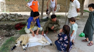 Muslims across the world will celebrate Eid-ul-Adha, also known as Bakrid or the Festival of Sacrifice on June 28 or June 29, depending on the sighting of the moon. Several countries are observing the festival today. Eid-ul-Adha falls on the 10th day of Dhu'l-Hijjah, the last month of the Islamic calendar. During this festival, devout Muslims offer a goat or sheep as a sacrificial animal. However, for the vow of seven Muslims, a single camel and a calf will suffice. Here's how Muslims across the world are celebrating the festival. (AFP) Muslims across the world will celebrate Eid-ul-Adha, also known as Bakrid or the Festival of Sacrifice on June 28 or June 29, depending on the sighting of the moon. Several countries are observing the festival today. Eid-ul-Adha falls on the 10th day of Dhu'l-Hijjah, the last month of the Islamic calendar. During this festival, devout Muslims offer a goat or sheep as a sacrificial animal. However, for the vow of seven Muslims, a single camel and a calf will suffice. Here's how Muslims across the world are celebrating the festival. (AFP)